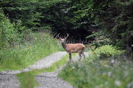 Start des Naturfilmkinos in der „Botschaft der Wildtiere“