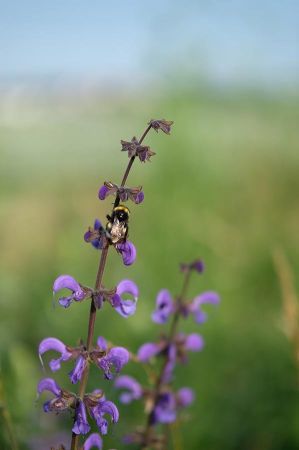 hummel garten 04