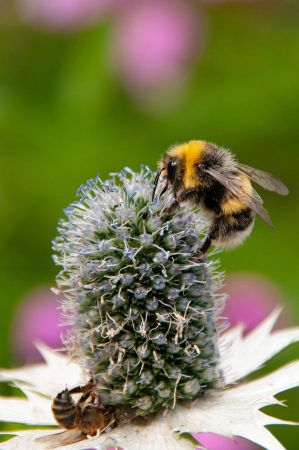 hummel garten 05