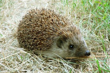 igel 01