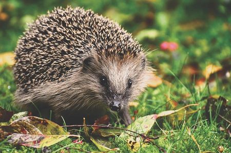 Igelnachwuchs liegt in Nestern – bitte Vorsicht bei Gartenarbeit