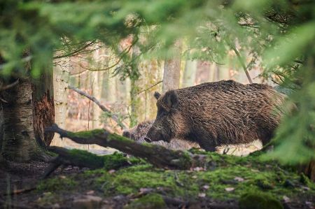 Wildtiere kennen keine Zeitumstellung!