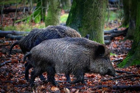 wildschwein 02