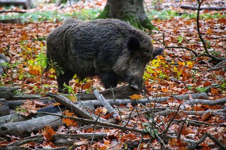 wildschwein 03