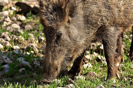 wildschwein 04