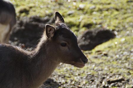 wildtierschutz 01