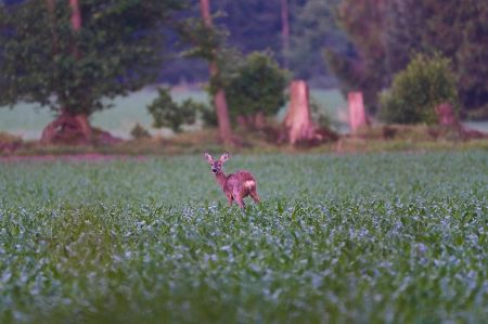 wildtierschutz 03