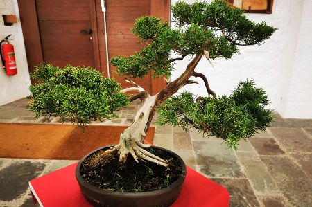 bonsai rostock 04