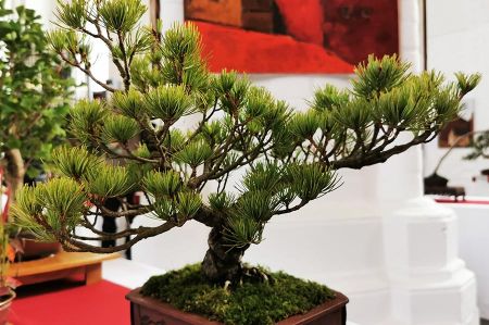 bonsai rostock 05