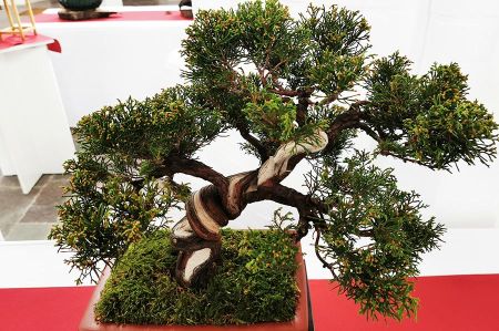 bonsai rostock 06