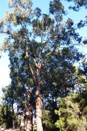 eukalyptus baum 6