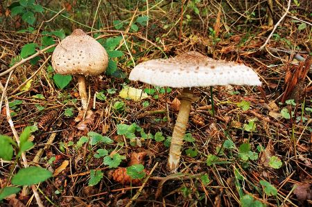 Wanderung - Riesenschirmling oder Parasol am Garder See