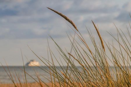 Beach grass - a native plant of particular use