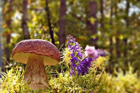 Porcini mushrooms - a food specialty from the forest