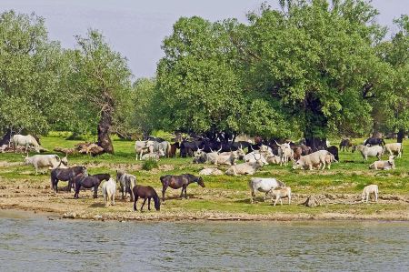 donau camping club04