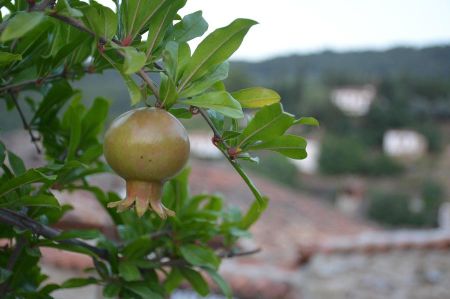 sirince wine village 010