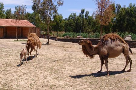 Wild Park in Izmir