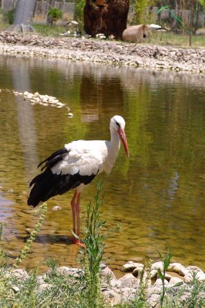 wildpark izmir 04