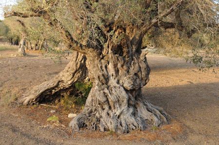 Wanderung zum historischen Olivenhain von Kalkanli