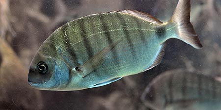 Aggressive species of fish, the white bream, bites swimmers