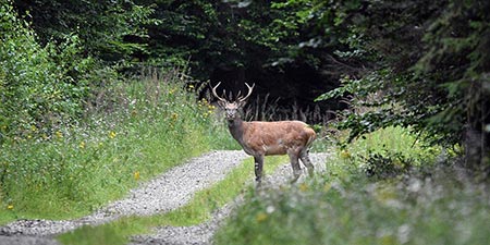 Start des Naturfilmkinos in der „Botschaft der Wildtiere“