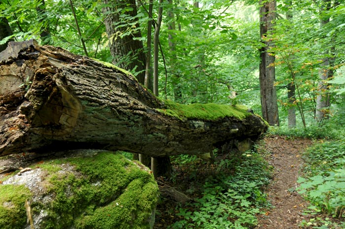 Falkenstein Kalesi Yamaçlarında Doğa ve Kayapark Yürüyüşü