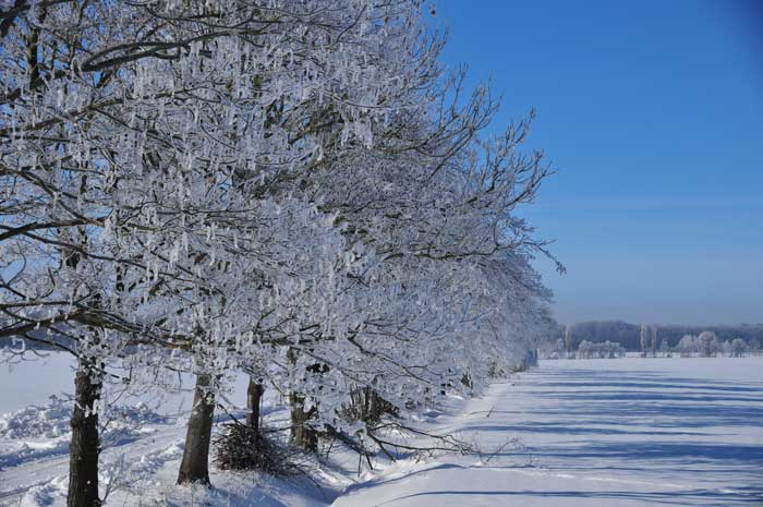 Hoar frost - a miracle of nature when temperature in minus 