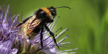 New bumblebee queens are on the move now