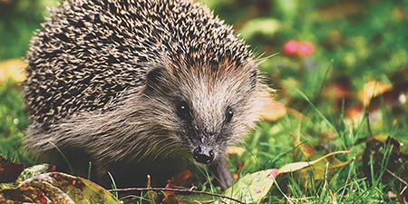 Hedgehog offspring are in the nests - be careful when gardening
