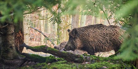 Wildtiere kennen keine Zeitumstellung!