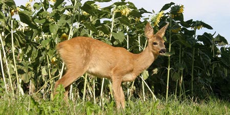 Großer ehrenamtlicher Einsatz für Jungwildrettung 