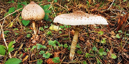 Hiking - Giant Parasol Mushroom at Lake Garder