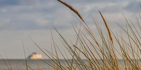 Beach grass - a native plant of particular use
