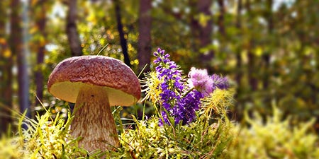 Porcini mushrooms - a food specialty from the forest