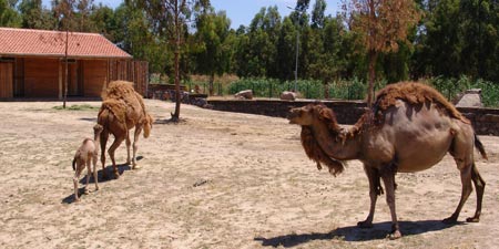 Wild Park in Izmir