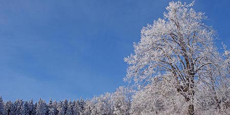 Raureif und/oder Reif – wunderschöne Eindrücke auf der Finne