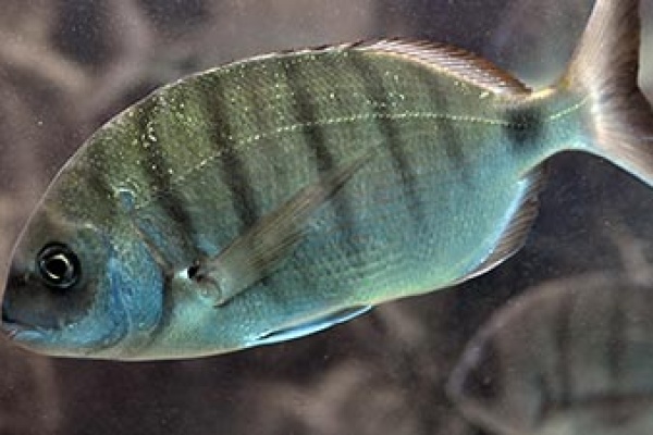 Aggressive species of fish, the white bream, bites swimmers