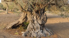 Olive oil from 1,800 years old tree in Teos