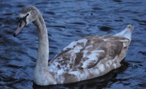 Swans in the dusk of the Abtsküche Pond