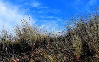 Prickenwege durch das Wattenmeer – Beispiel Minsener Oog