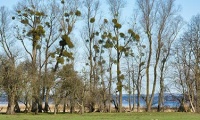 Mistletoe in mythology - especially during Advent