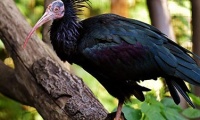 Northern Bald Ibis: GPS transmitters with artificial intelligence