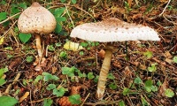 Hiking - Giant Parasol Mushroom at Lake Garder