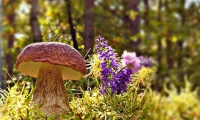 Porcini mushrooms - a food specialty from the forest