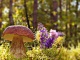 Porcini mushrooms - a food specialty from the forest