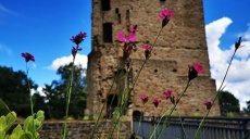 Cycle tour to the Burgaltendorf castle ruins from Essen-Horst